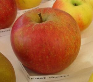 Solivarské ušľachtilé