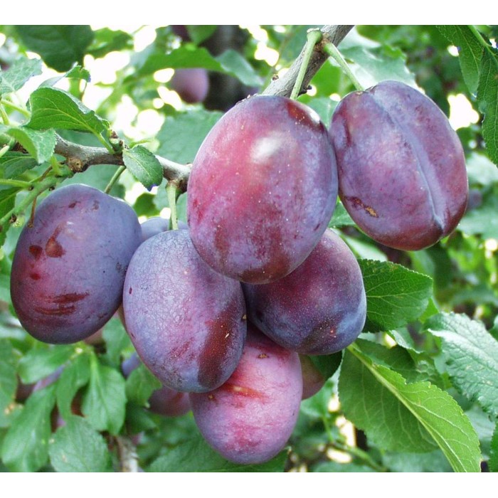 ČAČANSKÁ RANNÁ, myr.