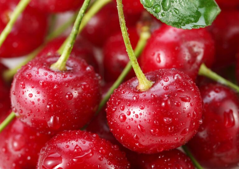 ÚJFEHÉRTÓI FÜRTOS