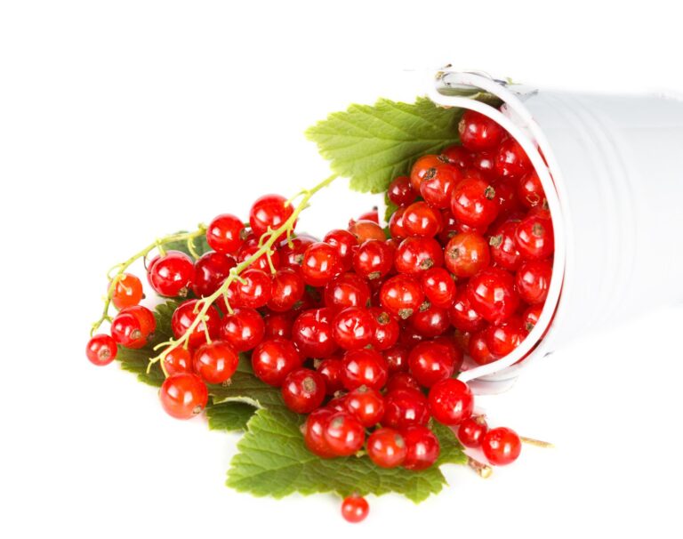 JONKHEER VAN TEETS ker