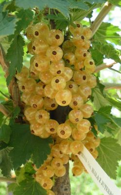 JUTEBORGSKÁ ker, kont.