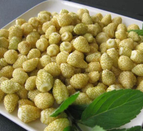 Jahoda lesná YELLOW WONDER, kont.