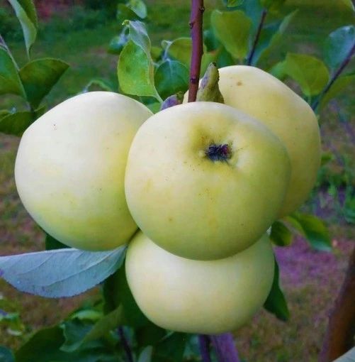 PRIESVITNÉ LETNÉ, M26