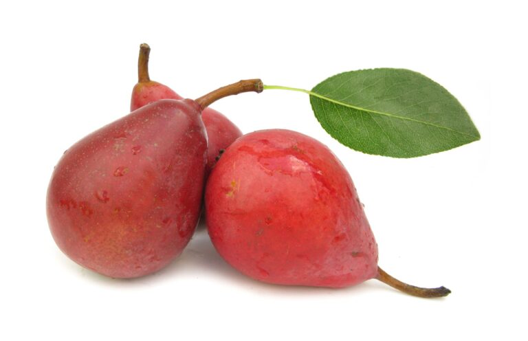 CLAPPOVA ČERVENÁ, dula