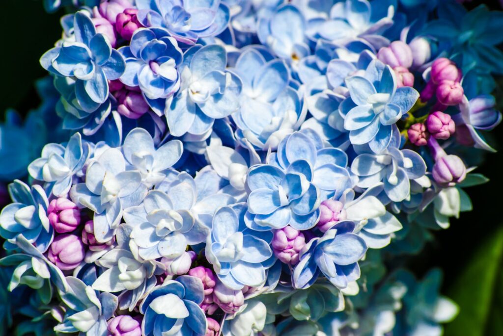 ORGOVÁN MODRÝ, bal.