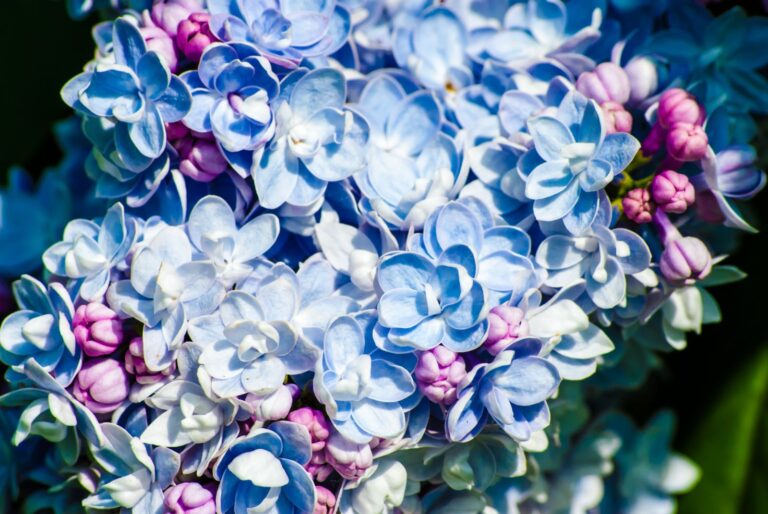 ORGOVÁN MODRÝ, bal.