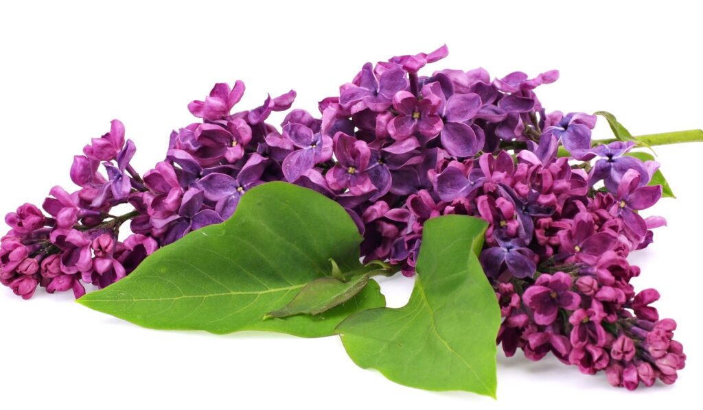 ORGOVÁN FIALOVÝ, bal.