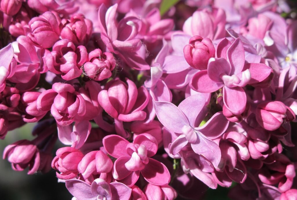 ORGOVÁN RUŽOVÝ, bal.