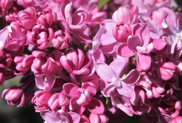 ORGOVÁN RUŽOVÝ, bal.