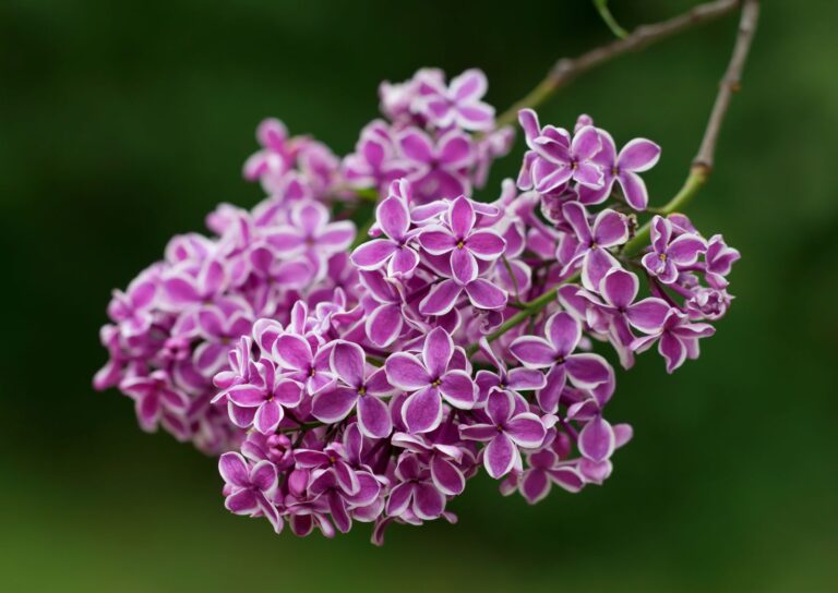 ORGOVÁN FIALOVO-BIELY, bal.