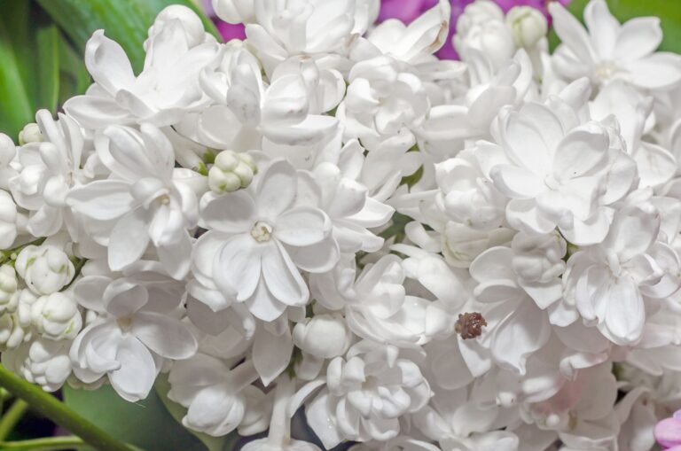 ORGOVÁN BIELY, bal.