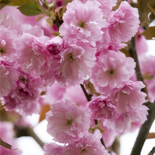 PRUNUS SERRULATA "KANZAN", K22