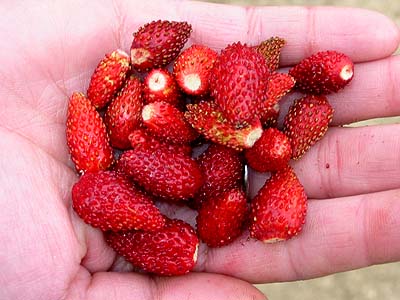 Jahoda lesná RUGIA, kont.