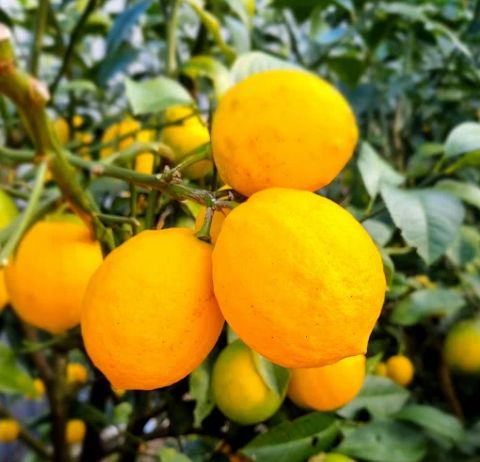Citrus x meyeri