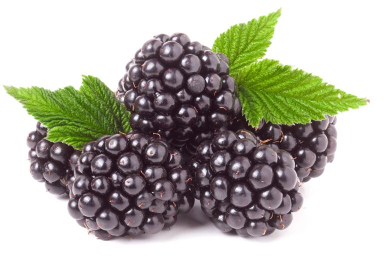 Černica "LOCH NESS"