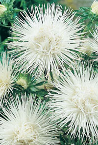 Callistephus chinensis - biela