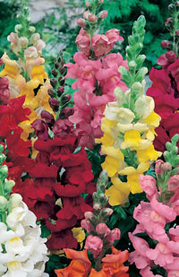 Antirrhinum majus - vysoká zmes