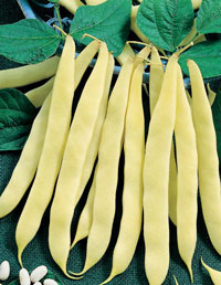 Fazuľa kríčková MAXIODOR