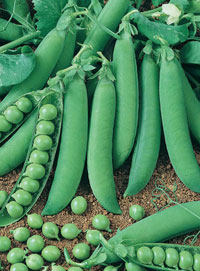 Hrach záhradný GLORIOSA