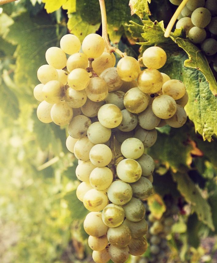 SULTÁNIA BIELA, kont.