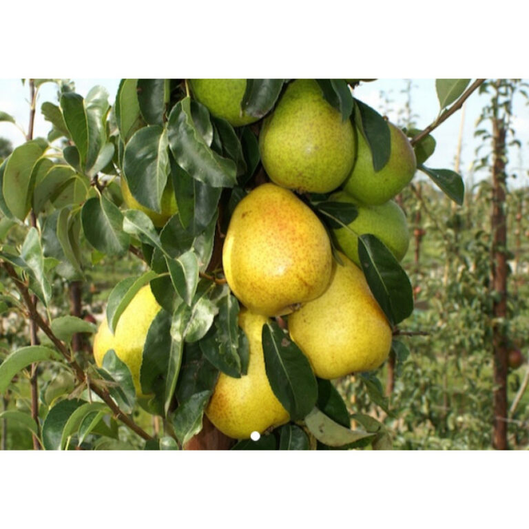 AVRAŠSKÁ (GUTE LUISE)