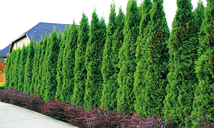 Thuja occidentalis SMARAGD kont., C5