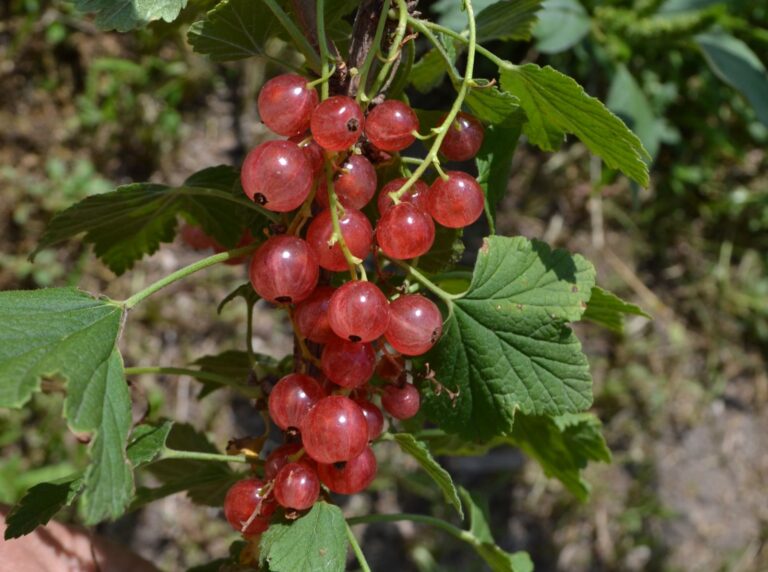 ULUBJIENA LWOWA ker, kont.