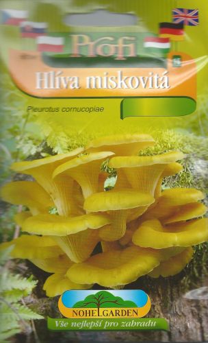 Hliva miskovitá žltá