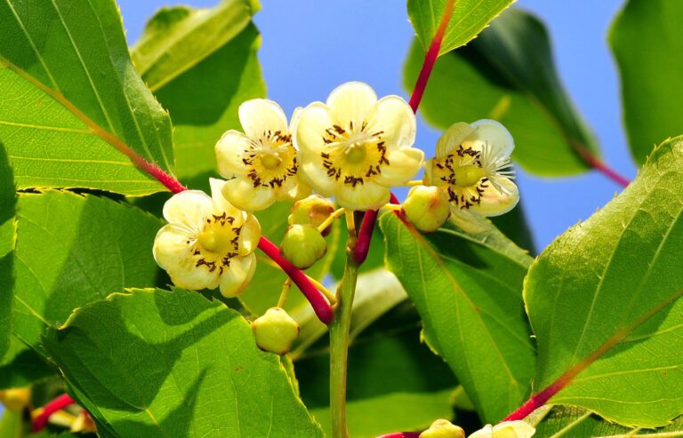 WEIKI - SAMČIA (A.arguta)