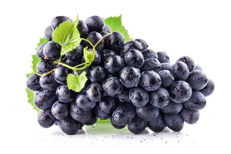 NADIEŽDA AZOS, kont.