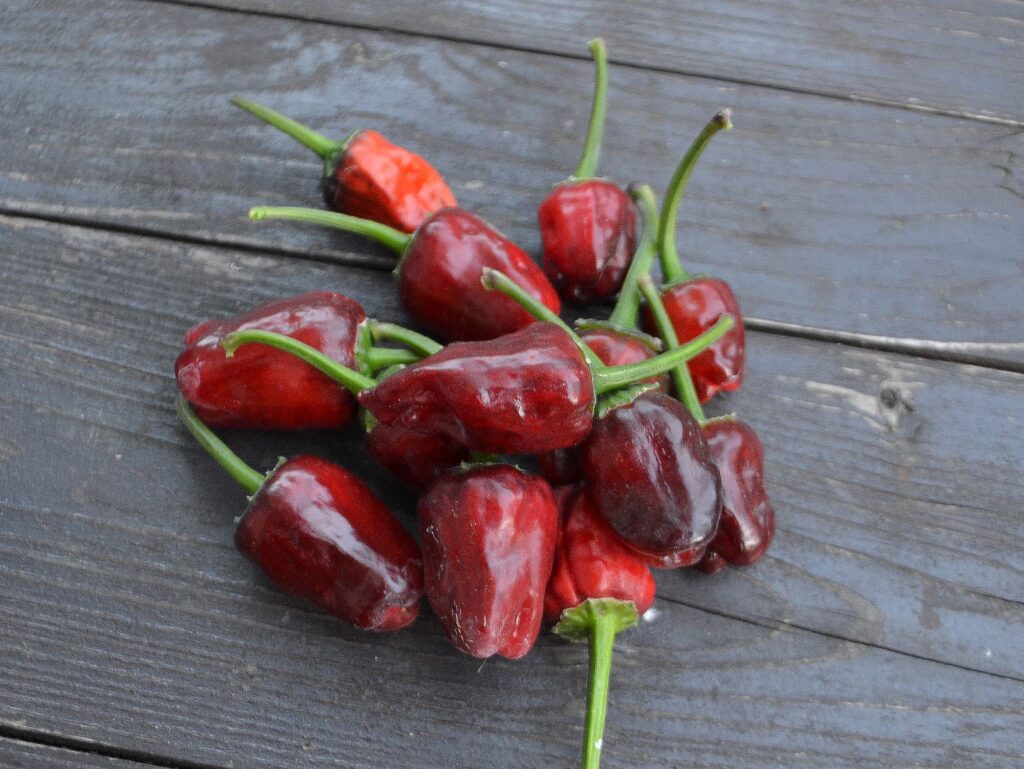 Jamaican Red Hot