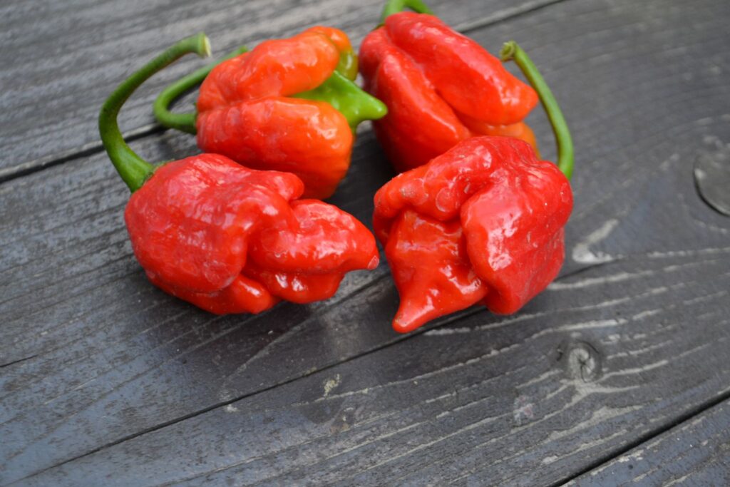 Trinidad Scorpion Butch Taylor
