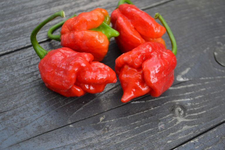 Trinidad Scorpion Butch Taylor