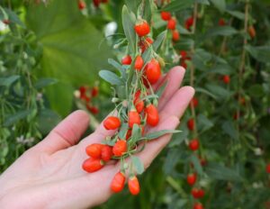 Rez kustovnice čínskej