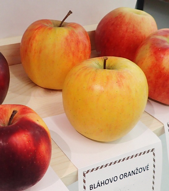 BLÁHOVO ORANŽOVÉ, kont.