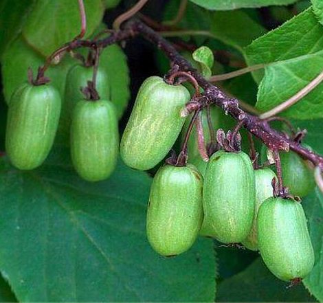 DR.SZYMANOVSKI (A.kolomikta)