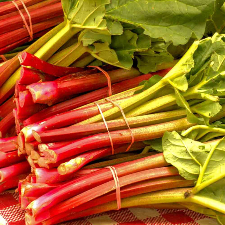 REBARBORA "VICTORIA", kont.