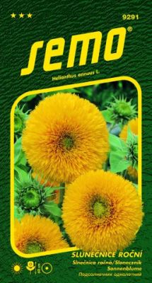 Slnečnica Teddy Bear