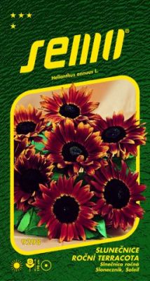 Slnečnica Terracota