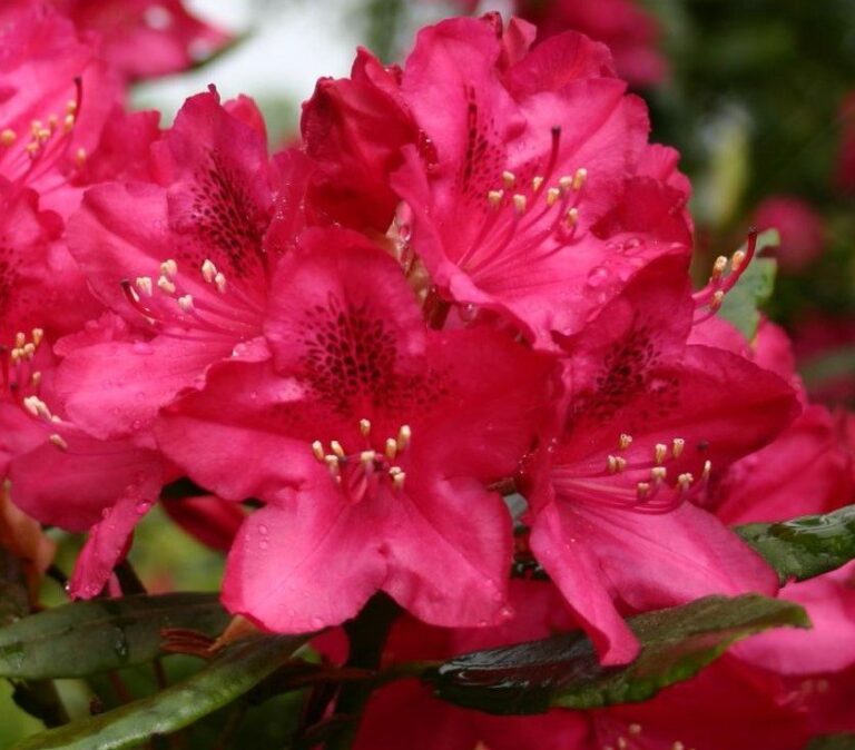 RHODODENDRON "NOVA ZEMBLA", C5