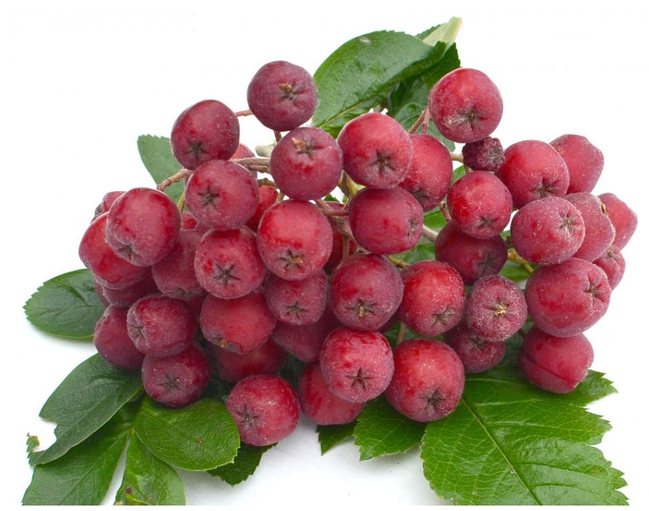 JARABINOHLOH "GRANATNAJA"