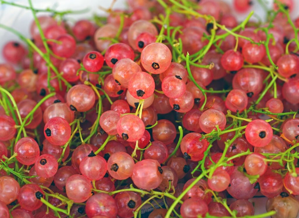 GLOIRE DE SABLONS strom