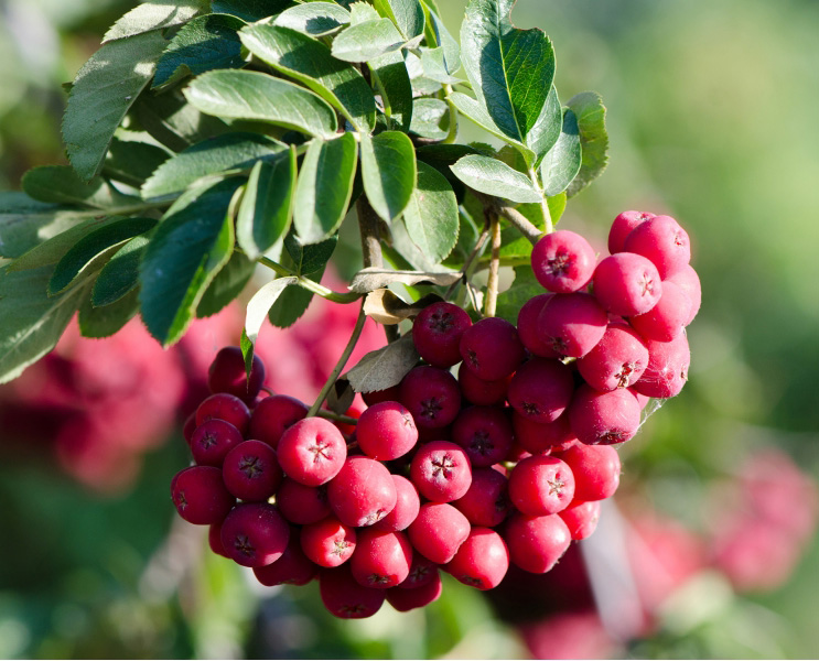 KOMPLEXNÝ KRÍŽENEC "TITAN", kont.