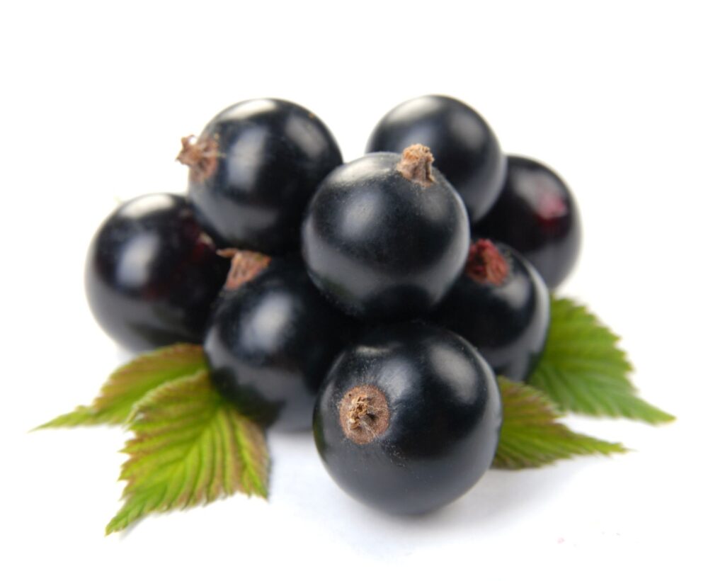 JUBILEJNAJA KOPANJA ker, kont.