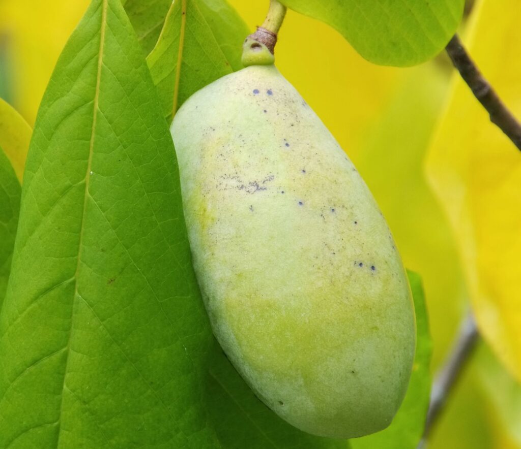 PAW PAW "OVERLEESE", kont.