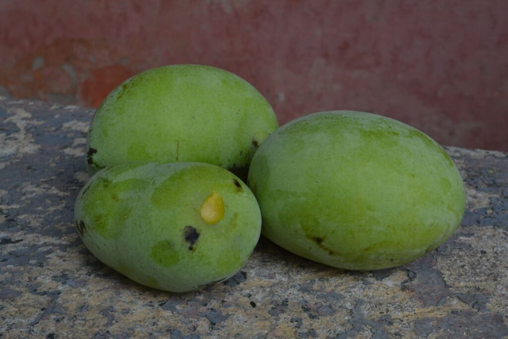 PAW PAW "SUNFLOWER", kont.