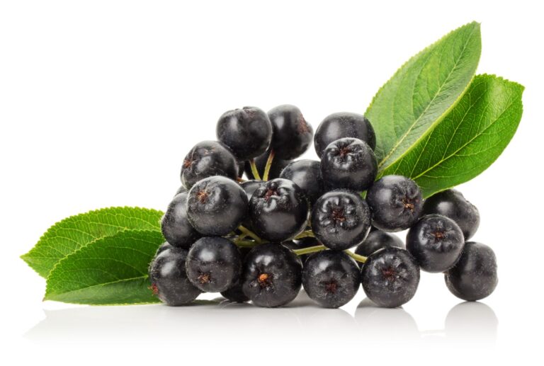 ARÓNIA ČIERNOPLODÁ "VIKING", kont.