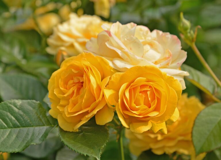 GOLDEN SHOWERS, bal.