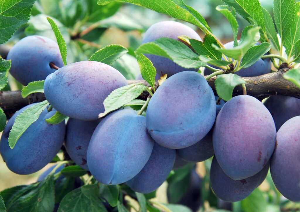 KALIFORNSKÁ MODRÁ, kont.