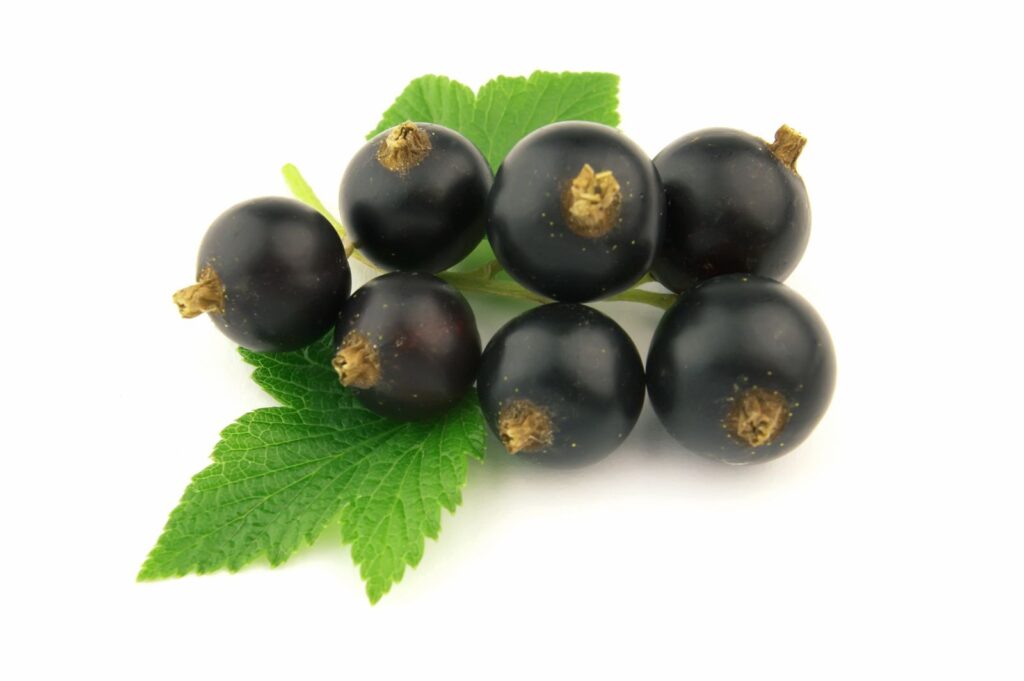 SOFIJEVSKAJA ker, kont.